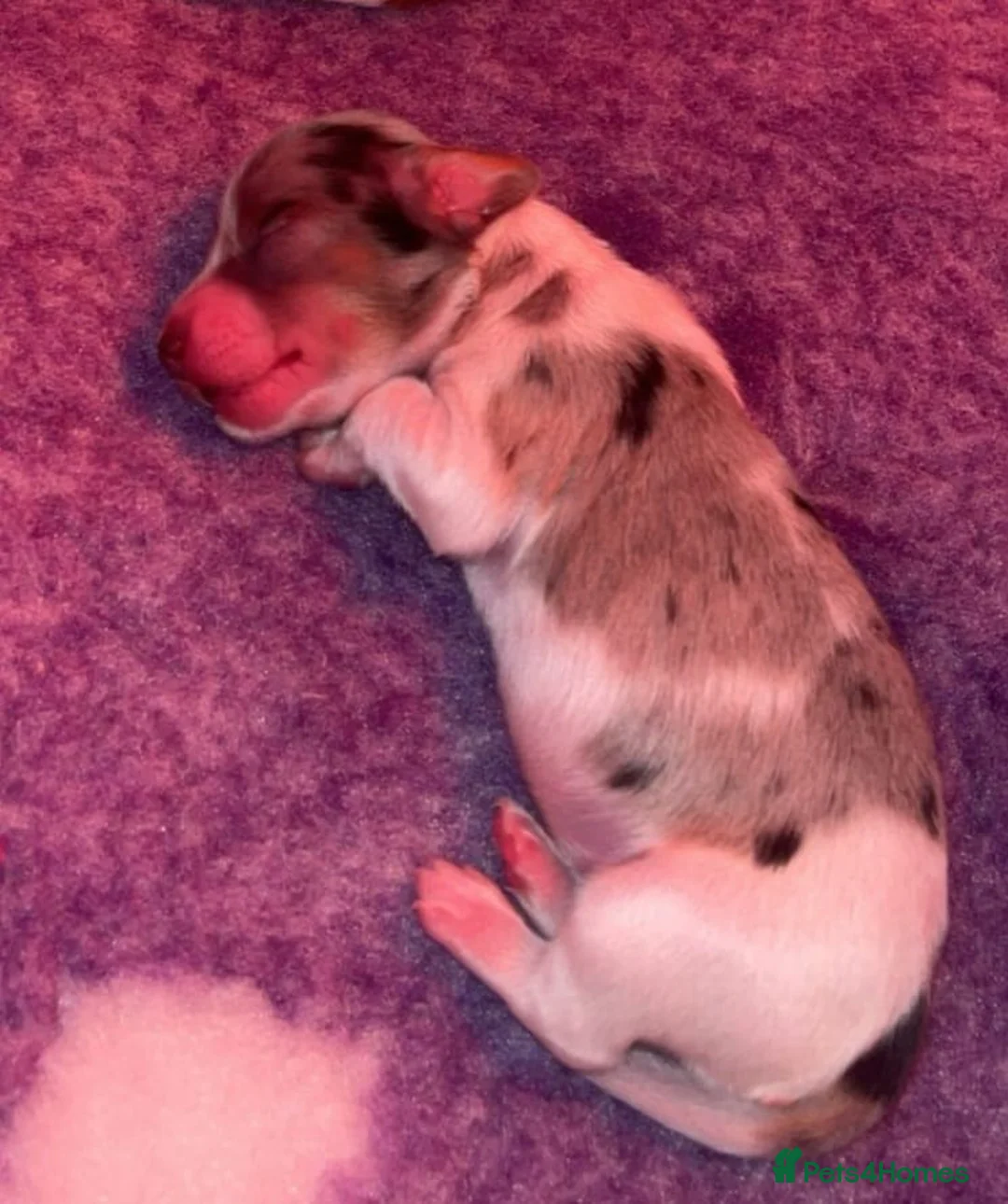 Miniature Dachshund dogs for sale: KC Reg Long-Haired Miniature Dachshund Puppies  - Advert 28