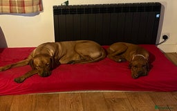 Rhodesian Ridgeback dogs for sale: Exquisite litter Rhodesian Ridgebacks - Image 8