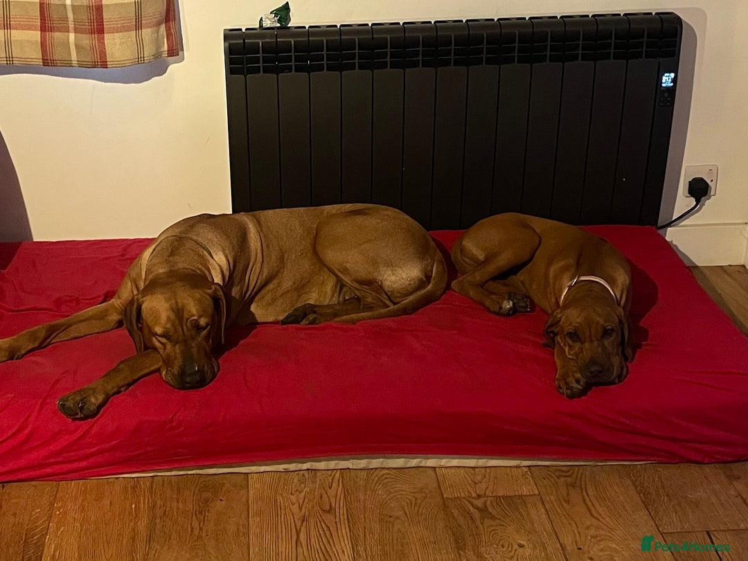Rhodesian Ridgeback dogs for sale: Exquisite litter Rhodesian Ridgebacks - Image 8