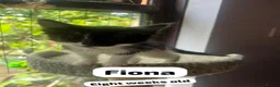 Mixed Breed cats for adoption: Rescue kitten Fiona needs a home - Advert 2