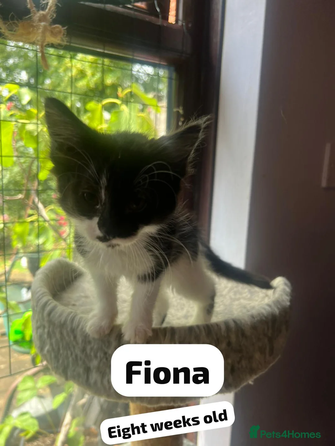 Mixed Breed cats for adoption: Rescue kitten Fiona needs a home - Advert 2