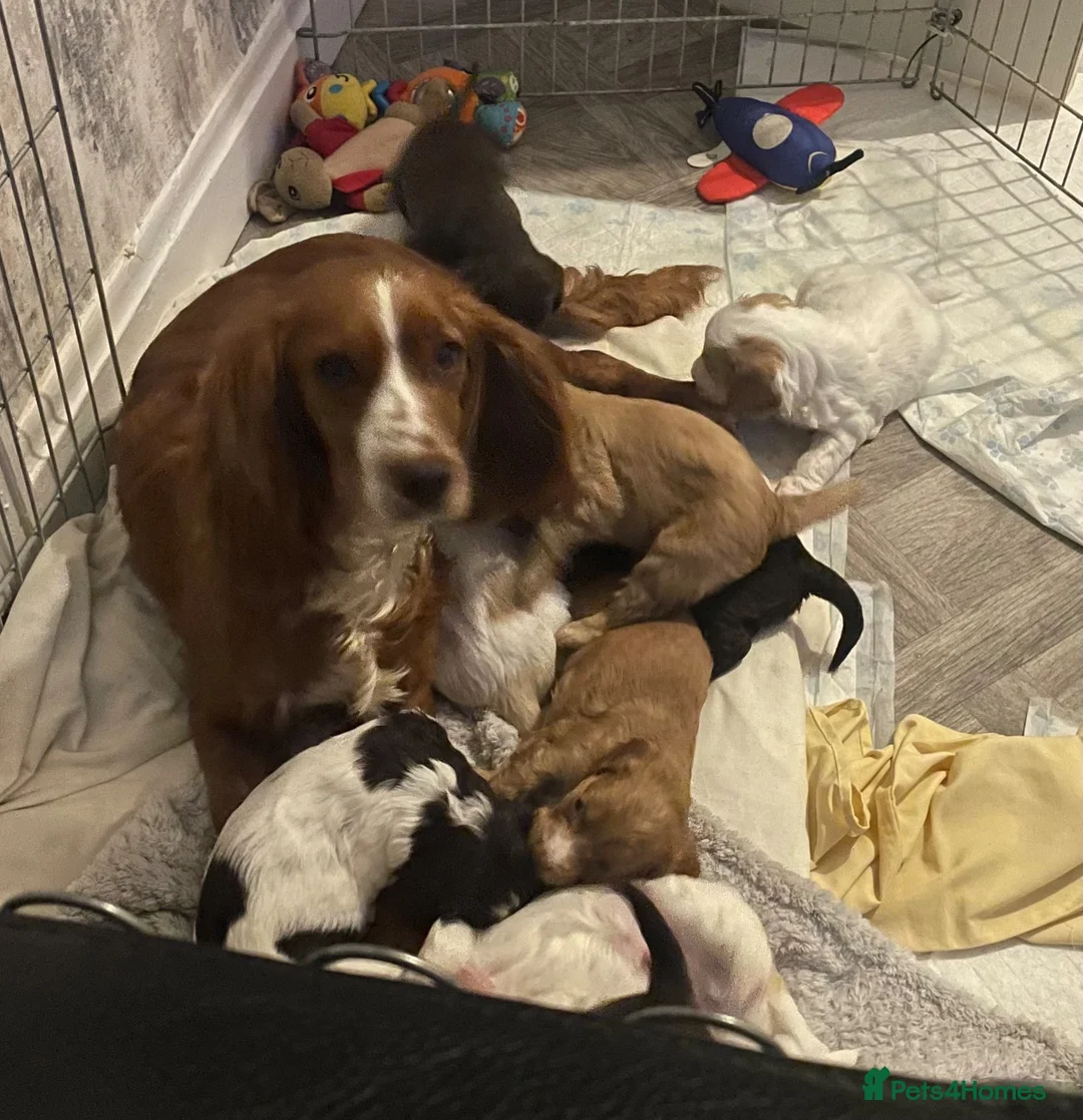 Cockapoo dogs for sale: F1 Gorgeous Cockerpoo Babies in Lancaster - Advert 2