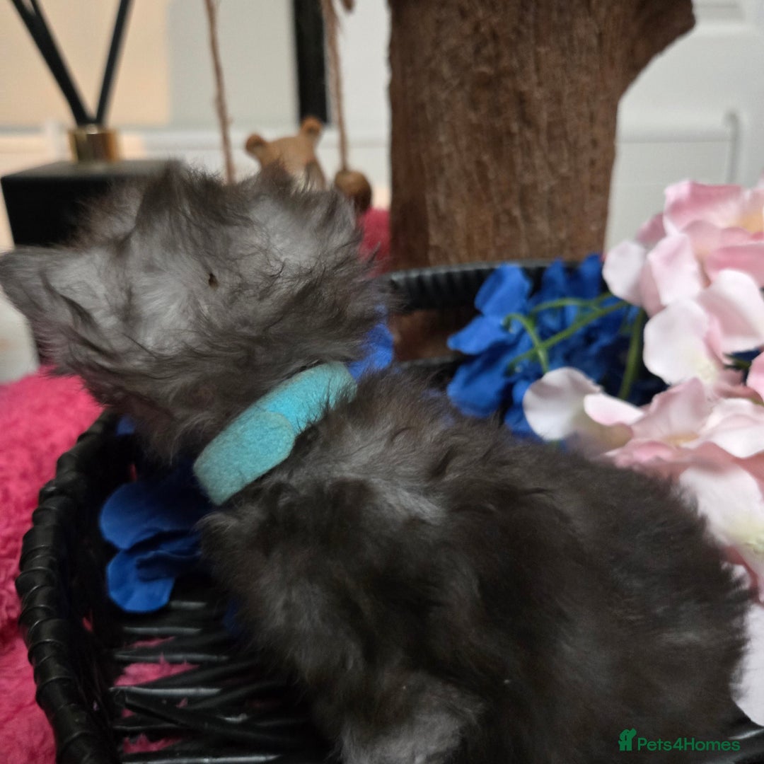Maine Coon cats for sale: Champion russian Maine coon kittens - Advert 16