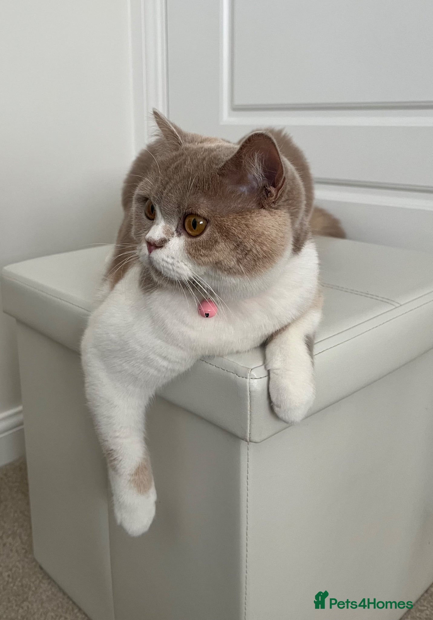 British Shorthair cats Sweet, playful Nala - Advert 13