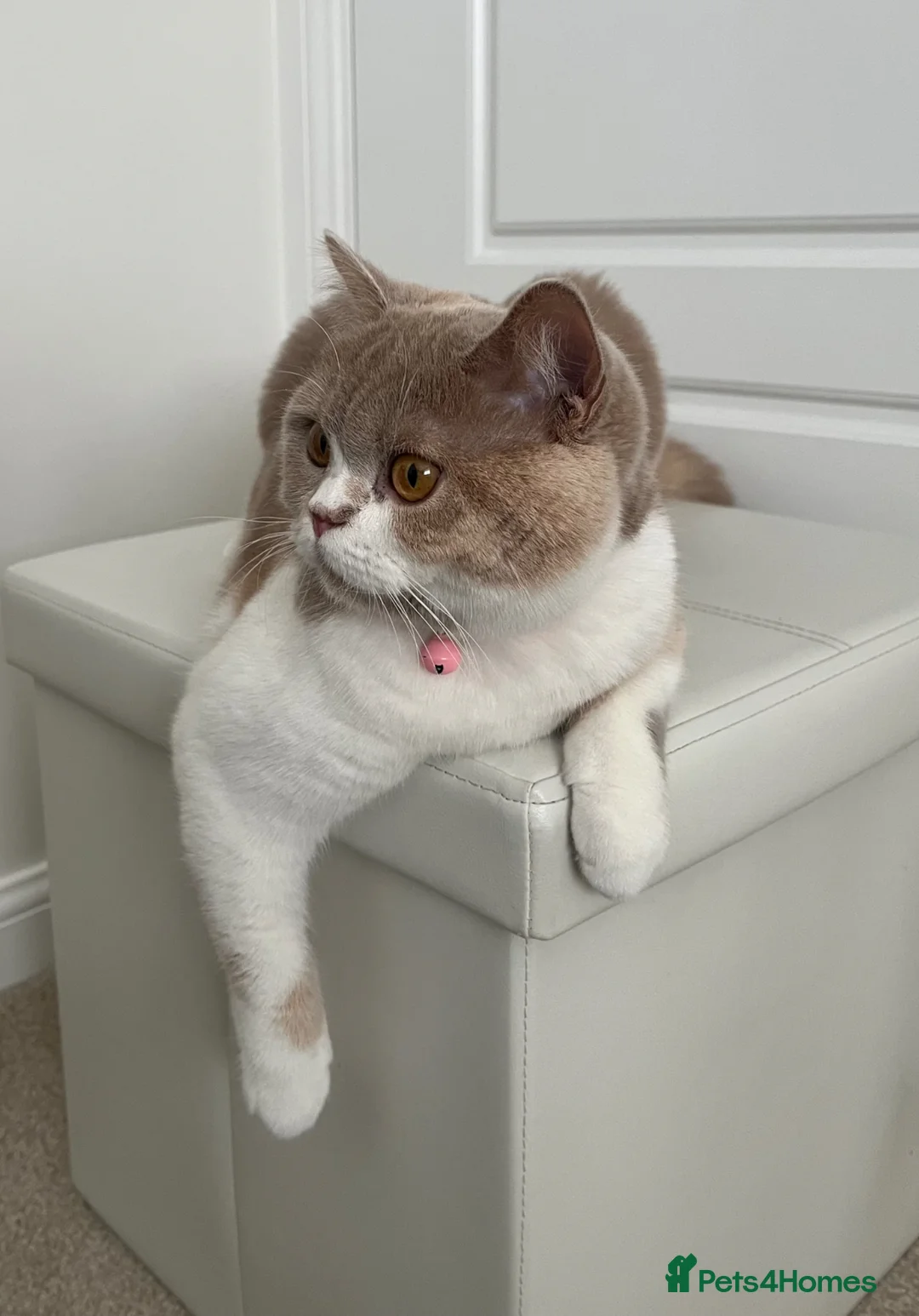 British Shorthair cats for sale: Sweet, playful Nala - Advert 2