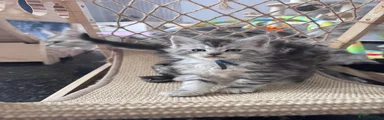 Maine Coon Kitten 4