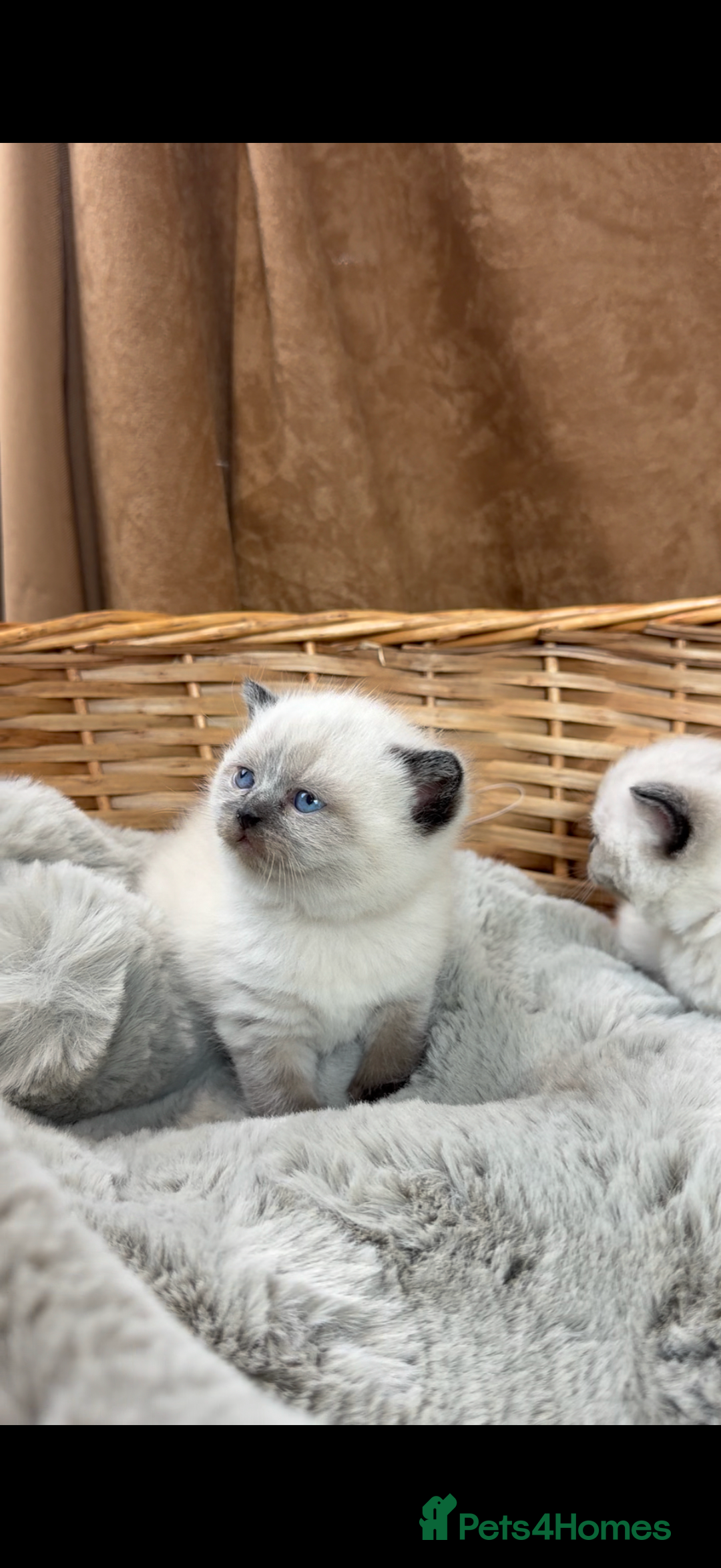 British Shorthair cats for stud: GCCF ACTIVE COLOURPOINT STUD in Ingatestone - Advert 6