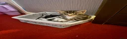 Mixed Breed cats for sale: 5 boys and 2 girls looking for new homes  - Advert 10