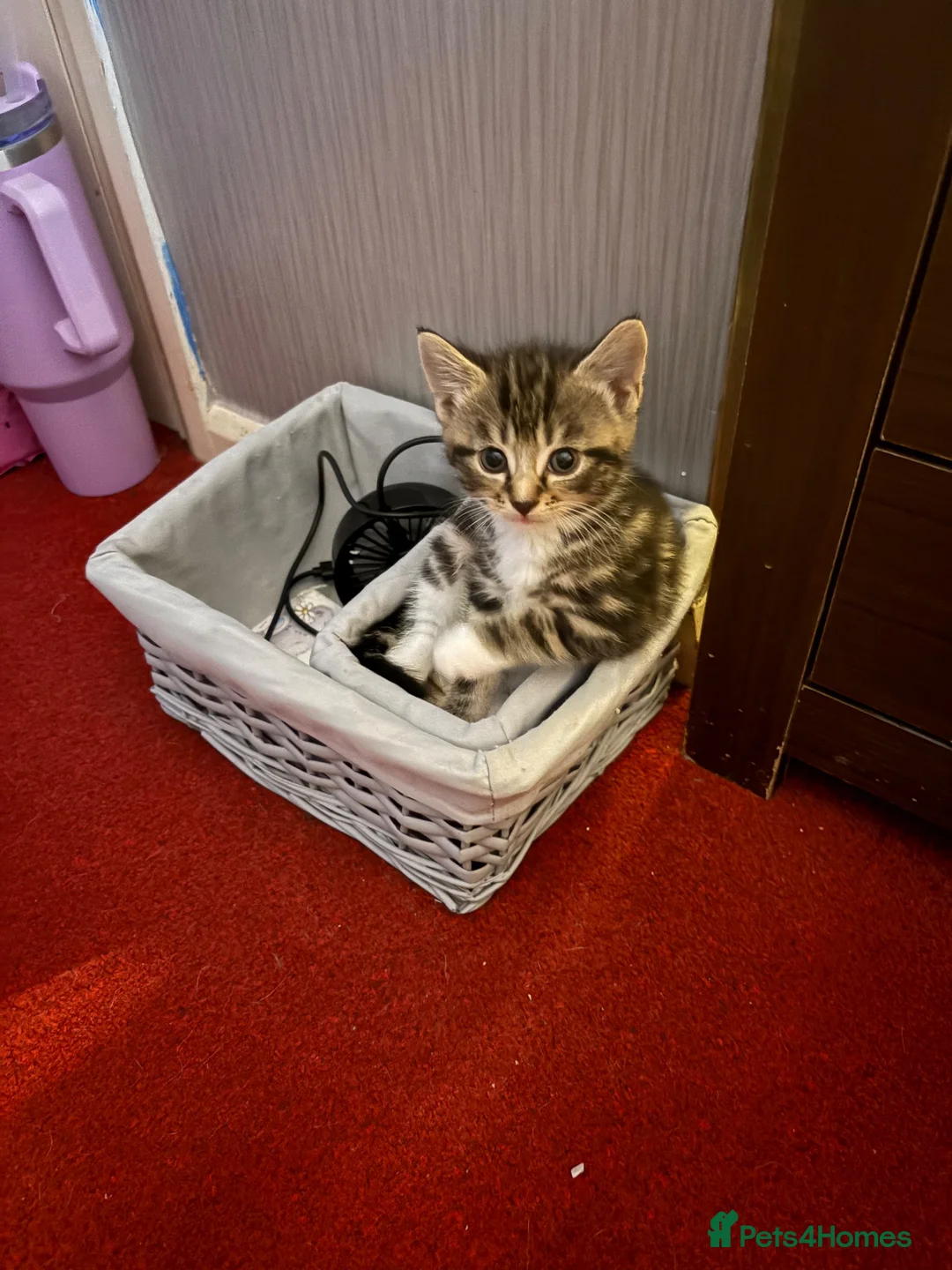 Mixed Breed cats for sale: 5 boys and 2 girls looking for new homes  - Advert 10
