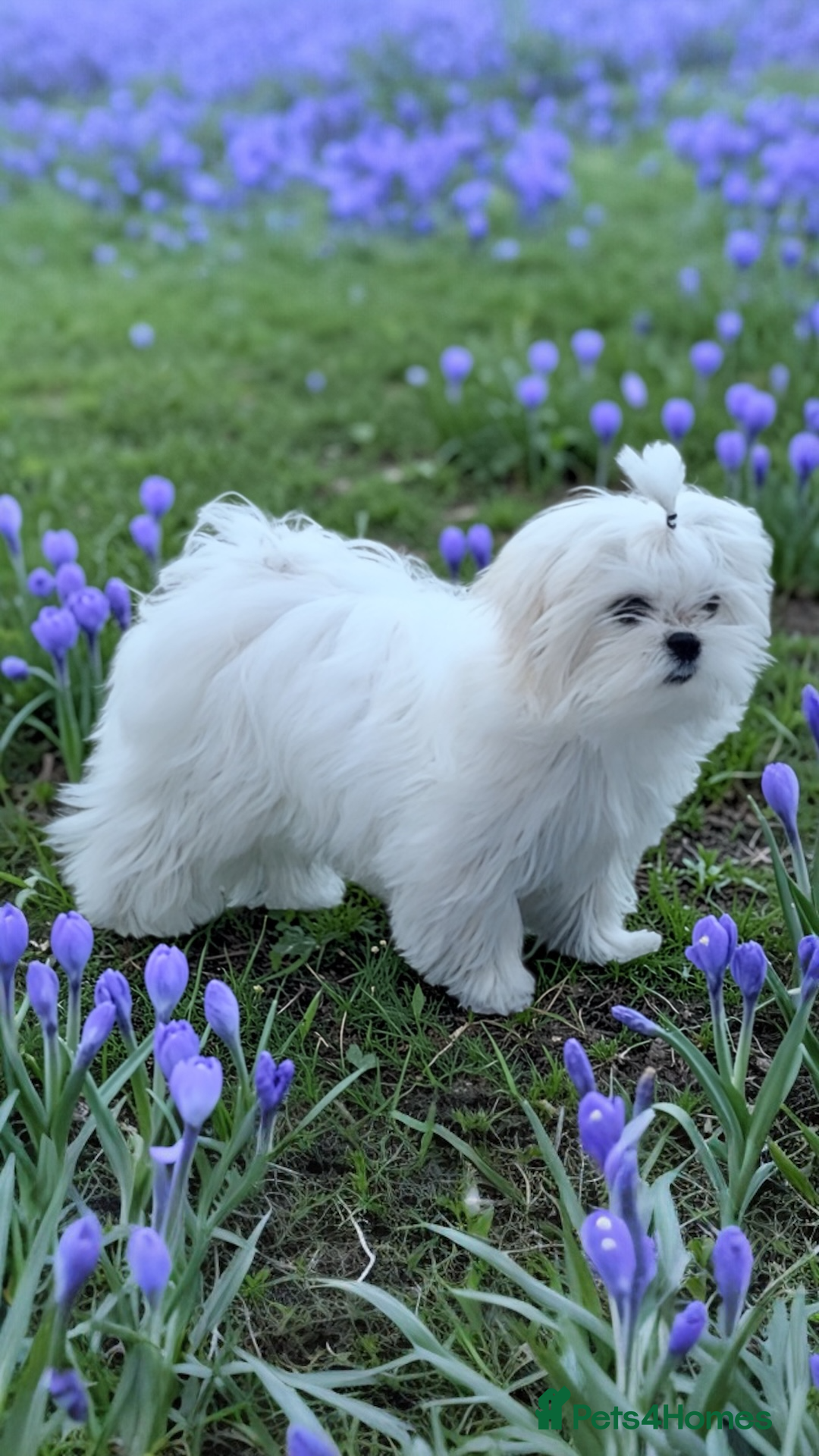 Maltese dogs 💎Last Boy Full Korean Maltese  Available💎 - Advert 9