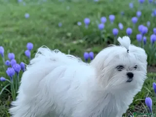 Maltese dogs 💎Last Boy Full Korean Maltese Available💎 - Advert 9