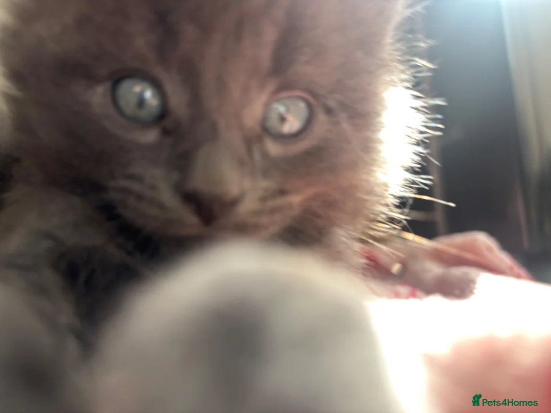 Mixed Breed cats for sale: 2 stunning mixed breed kittens  - Advert 2