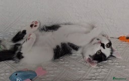 Scottish Fold cats for sale: Scottish straight x British short kittens  - Image 9