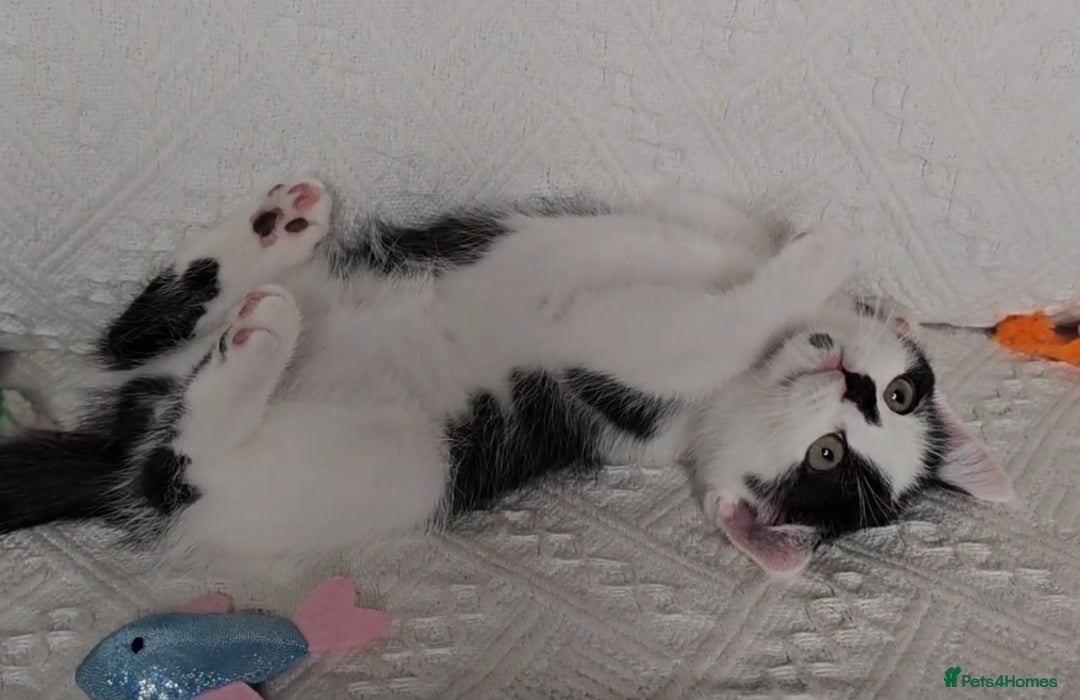 Scottish Fold cats for sale: Scottish straight x British short kittens  - Image 9