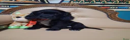 Cocker Spaniel dogs for sale: 1 gorgeous kc cocker spaniel puppy for sale  - Advert 1