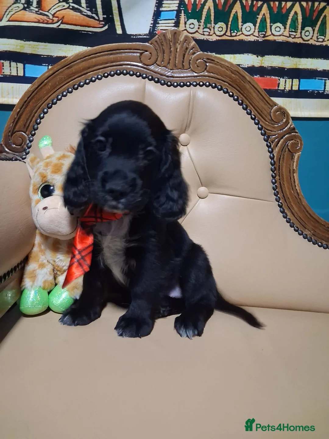 Cocker Spaniel dogs for sale: 1 gorgeous kc cocker spaniel puppy for sale  - Advert 1