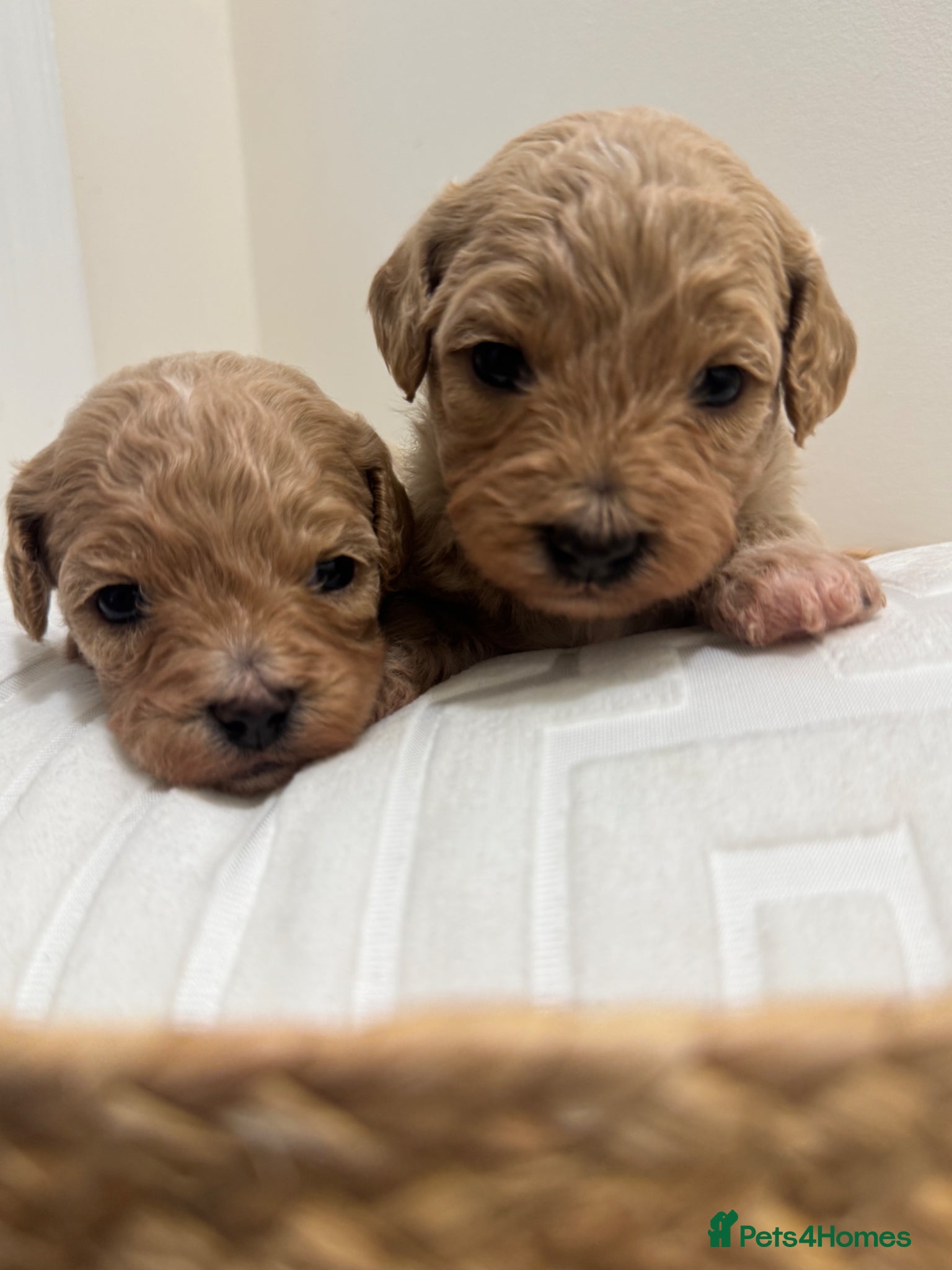 Maltipoo dogs for sale: Adorable Rare Tiny Maltipoo 🐾  - Advert 4