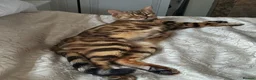 Bengal cats for sale: TICA reg pedigree Bengal beautiful sweet girl  - Advert 5