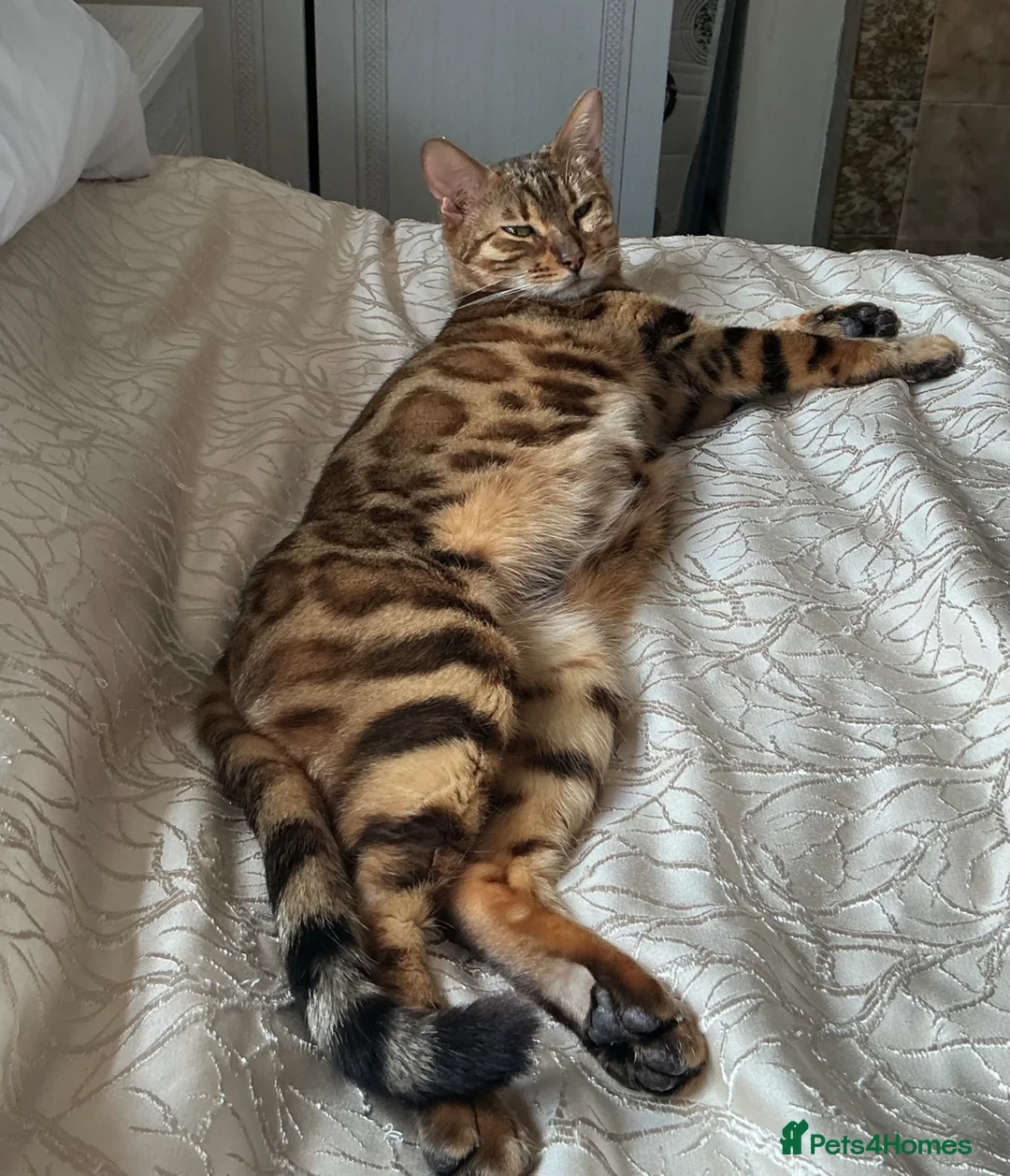Bengal cats for sale: TICA reg pedigree Bengal beautiful sweet girl  - Advert 5