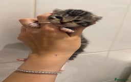 Mixed Breed cats for sale: Beautiful litter of 5  - Image 5