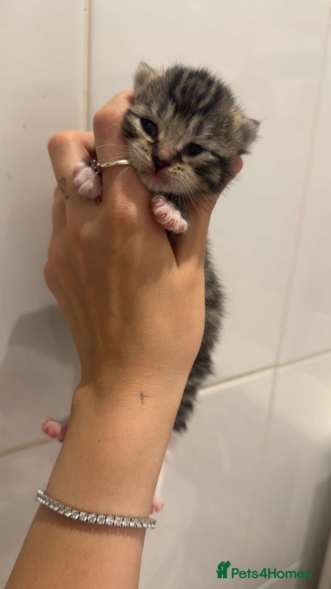 Mixed Breed cats for sale: Beautiful litter of 5  - Image 5