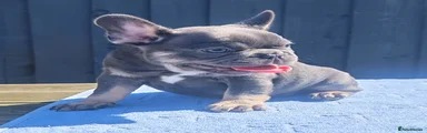 French Bulldog 4