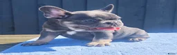 French Bulldog dogs for sale: Stunning litter of pups - Advert 12