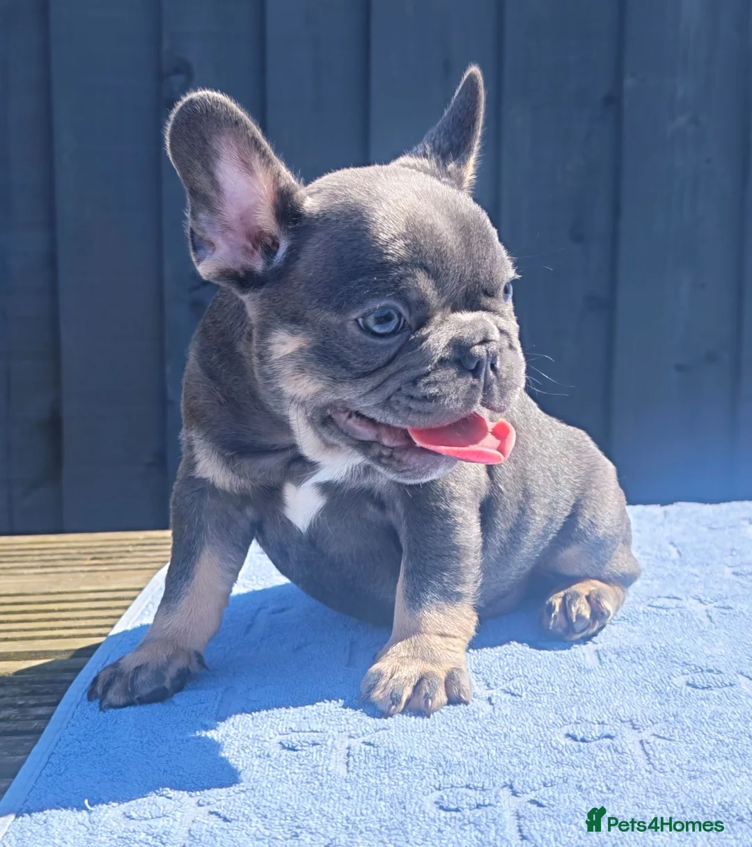 French Bulldog dogs for sale: Stunning litter of pups - Advert 12