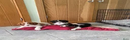 Cavalier King Charles Spaniel dogs for sale: K C Reg Cavalier King Charles - Advert 3