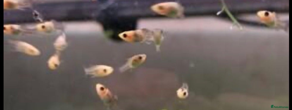 Platies fish Platy fry - Advert 1