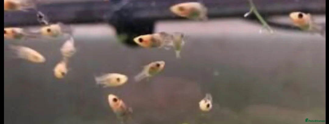 Platies fish for sale: Platy fry in Hemel Hempstead - Advert 1