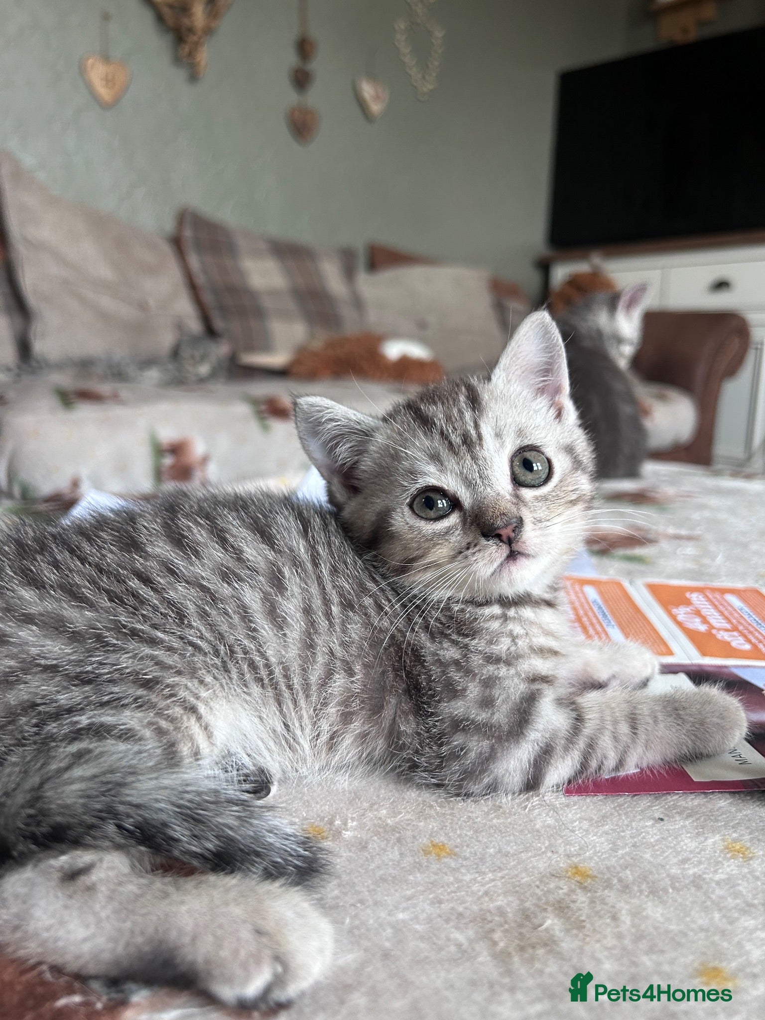 Scottish Fold cats Scottish Straight 4 boys and 3 girls remaining  - Advert 1