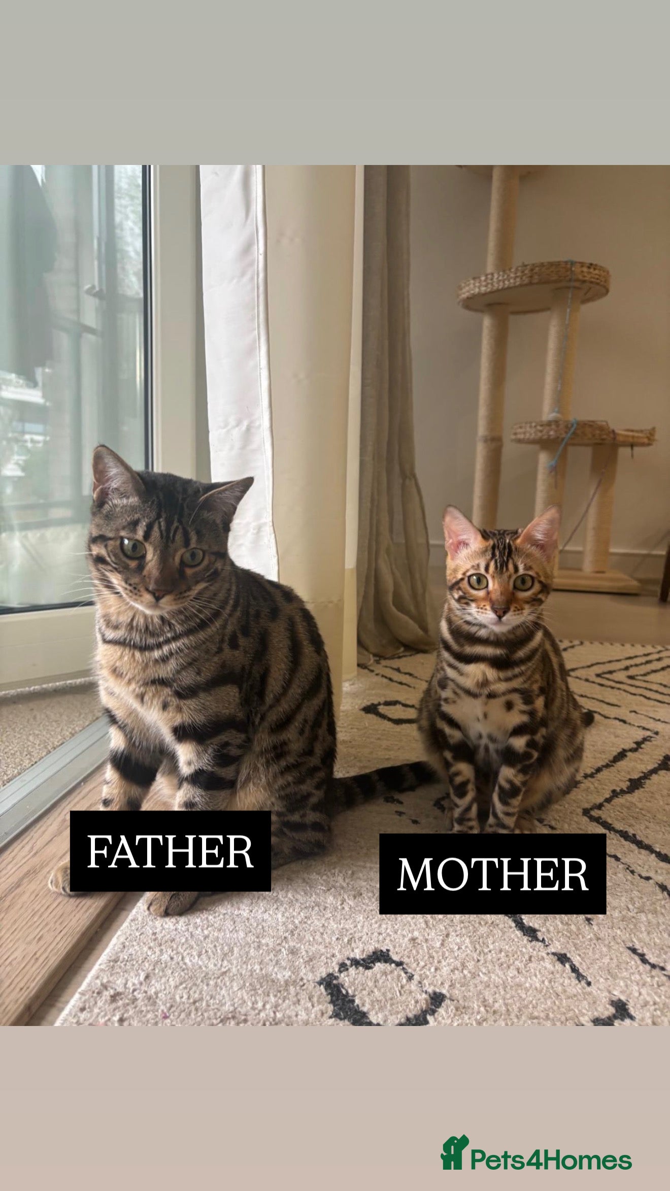 Bengal cats For Sale: 4 Bengal Kittens & 1 Female – Beautiful  - Advert 2