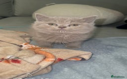 British Shorthair cats for sale: REDUCED!!! Stunning British Short Hair Kittens - Image 17