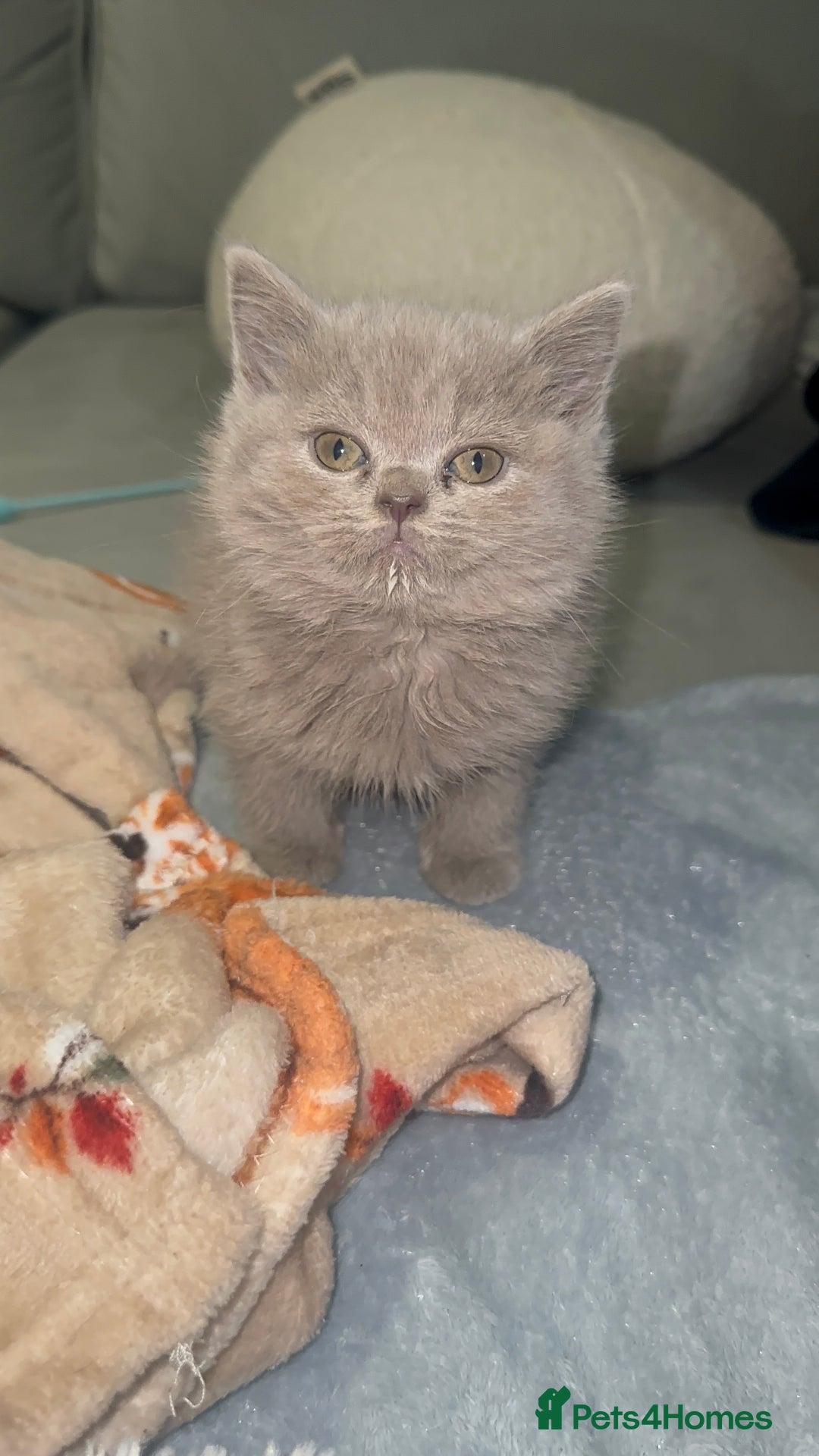 British Shorthair cats for sale: REDUCED!!! Stunning British Short Hair Kittens - Image 17