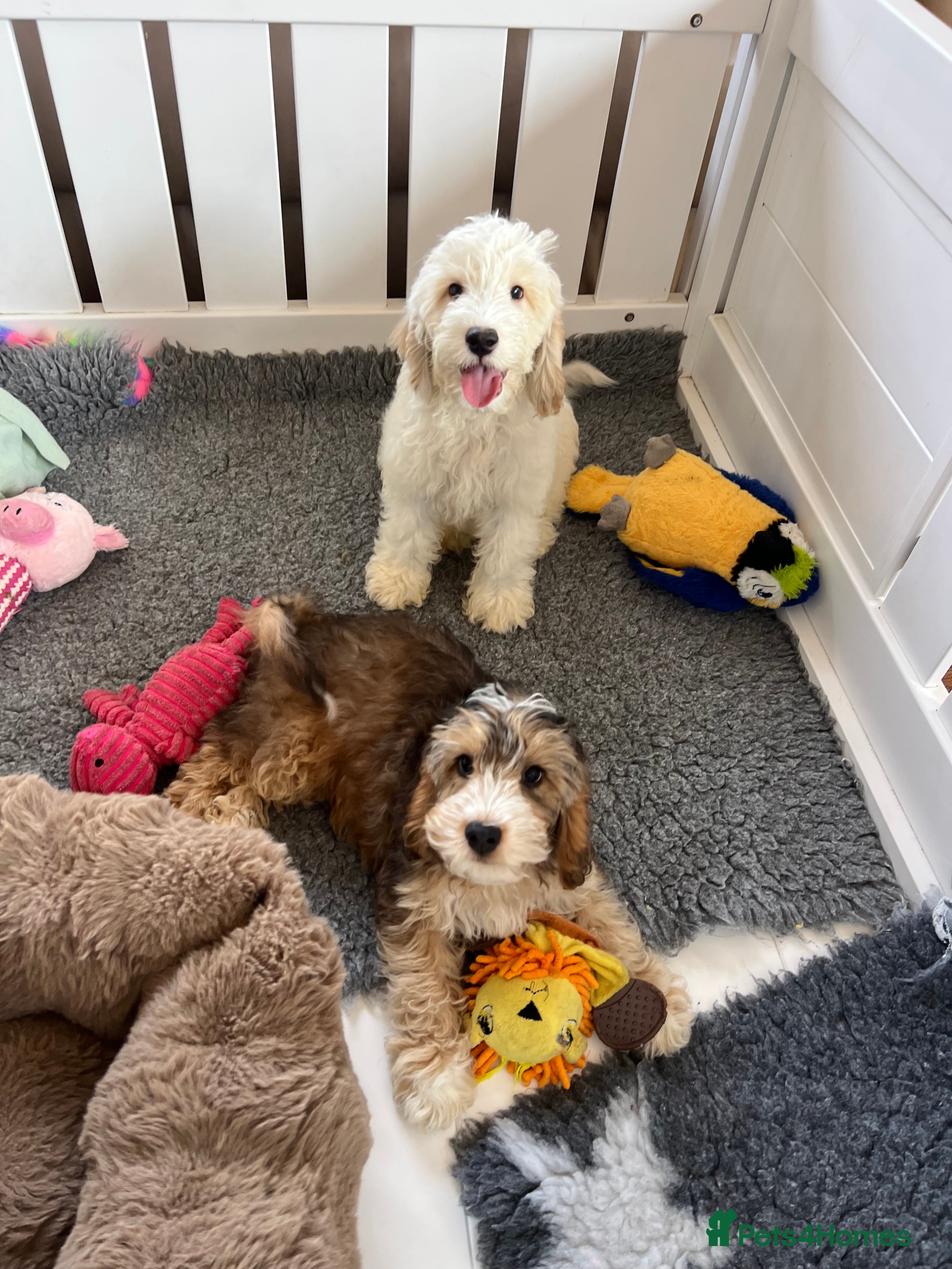 Cockapoo dogs F1 cockapoo puppies boys and girls  - Advert 2