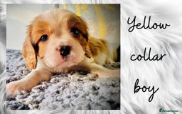 Cavalier King Charles Spaniel dogs for sale: Lovingly raised Blenheim Cavaliers  - Image 10