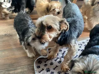 Morkie dogs Morkie puppies - Advert 1