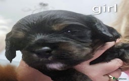 Cavapoo dogs for sale: Teddy bear F1 caverpoos  - Image 11