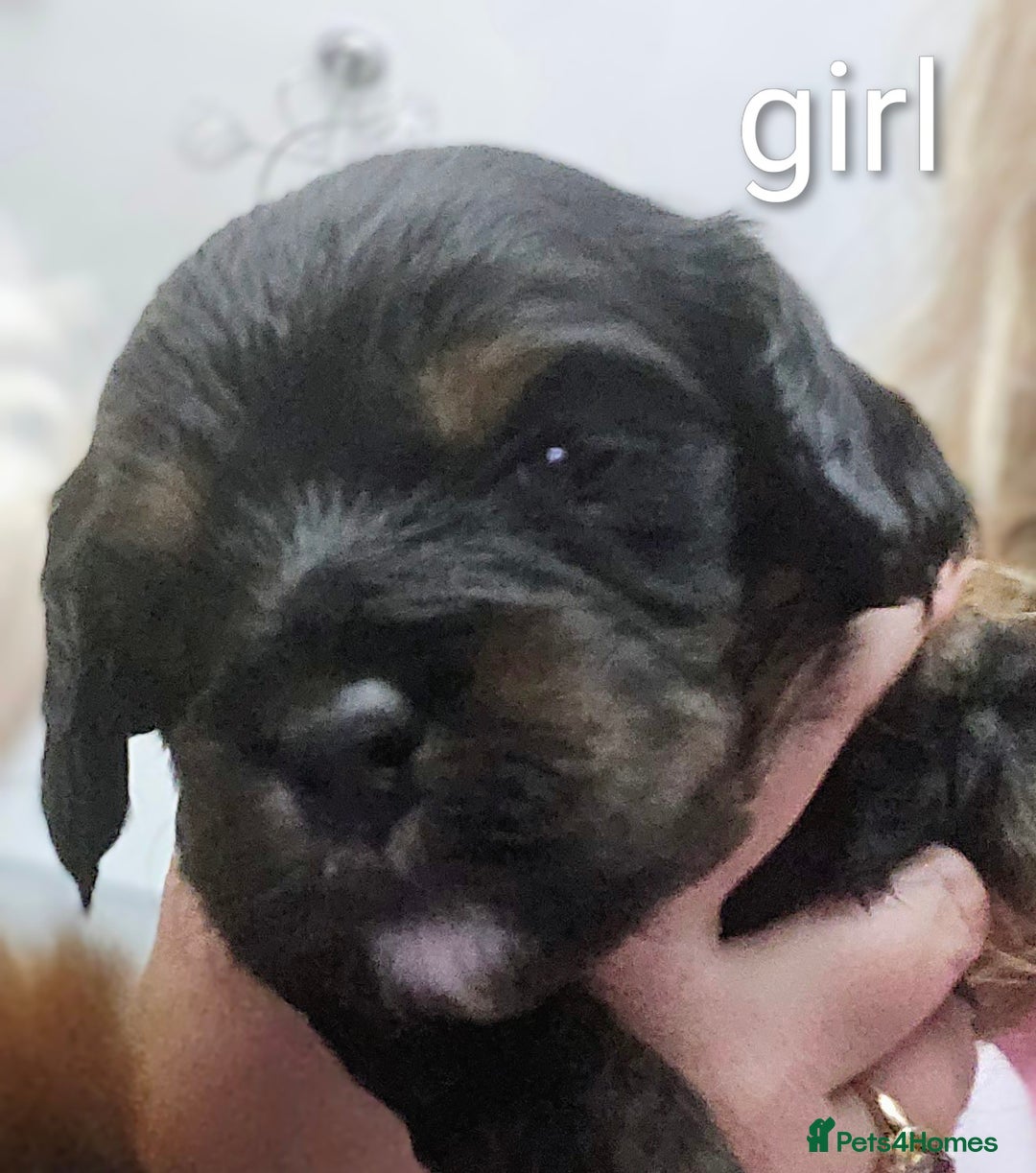 Cavapoo dogs for sale: Teddy bear F1 caverpoos  - Image 11