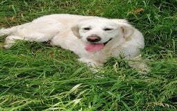 Golden Retriever dogs for sale: Championship line KC Golden Retriever puppies - Image 13