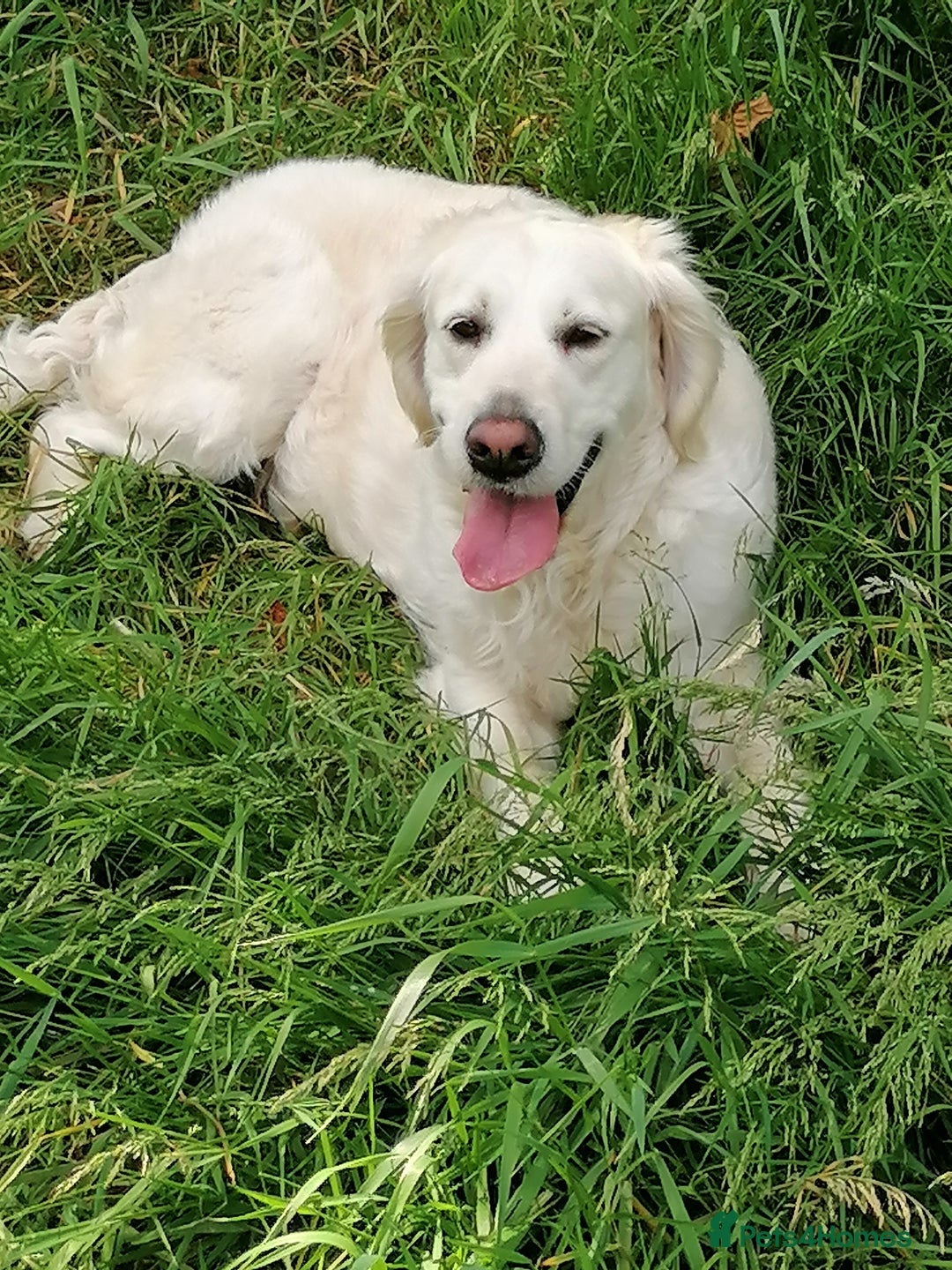 Golden Retriever dogs for sale: Championship line KC Golden Retriever puppies - Image 13
