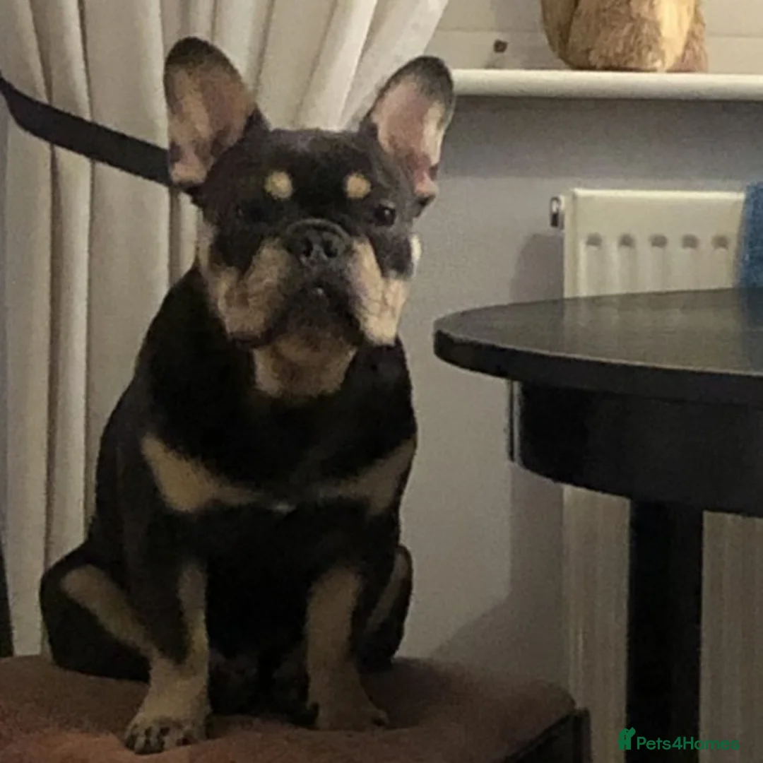 French Bulldog dogs for stud: 🇫🇷 French Bulldog For Stud  🇫🇷 in Croydon - Advert 4