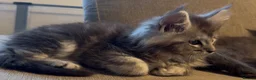Maine Coon cats for sale: Health tested TICA Maine Coon Kittens  - Advert 6