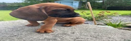 Bavarian Mountain Hound dogs for sale: Bavarian Mountain Hound Pups - Advert 2