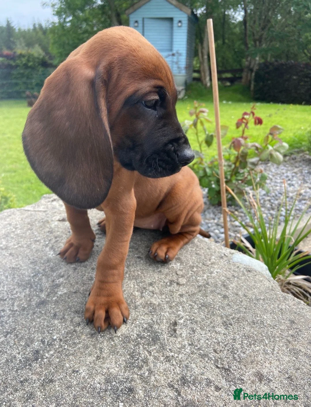Bavarian Mountain Hound dogs for sale: Bavarian Mountain Hound Pups - Advert 2