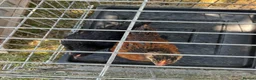 Mixed Breed livestock for sale: Cockerel chicks for sale in Evesham - Advert 6