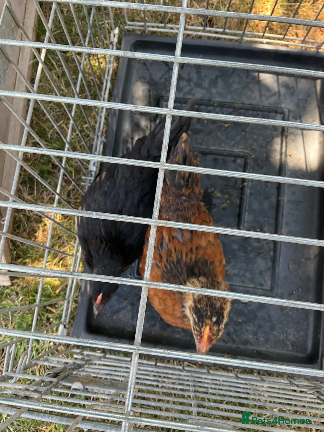 Mixed Breed livestock for sale: Cockerel chicks for sale in Evesham - Advert 6