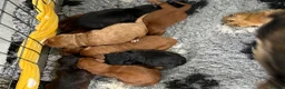 Cockapoo dogs for sale: Amazing array of colours F1 Cockapoo’s - Advert 3