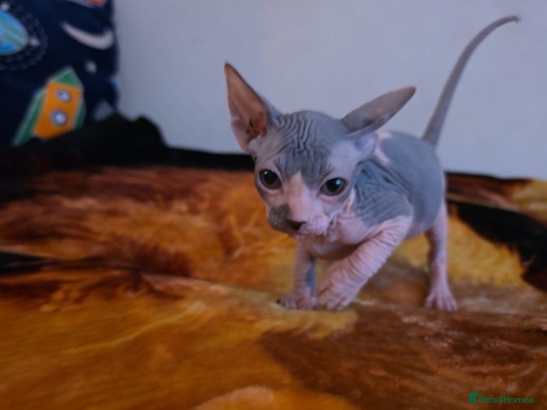 Mixed Breed cats for sale: Adorable Male Kitten – Sphynx x Devon Rex Cross - Advert 5